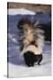 Striped Skunk in the Snow-DLILLC-Stretched Canvas