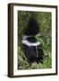 Striped Skunk Kit-Ken Archer-Framed Photographic Print