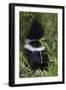 Striped Skunk Kit-Ken Archer-Framed Photographic Print