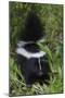 Striped Skunk Kit-Ken Archer-Mounted Photographic Print