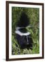 Striped Skunk Kit-Ken Archer-Framed Photographic Print