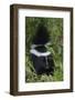 Striped Skunk Kit-Ken Archer-Framed Photographic Print