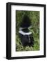 Striped Skunk Kit-Ken Archer-Framed Photographic Print