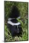 Striped Skunk Kit-Ken Archer-Mounted Photographic Print