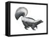 Striped Skunk (Mephitis Mephitis), Mammals-Encyclopaedia Britannica-Framed Stretched Canvas