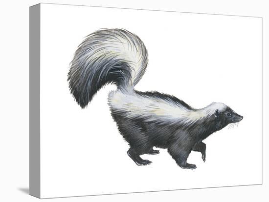 Striped Skunk (Mephitis Mephitis), Mammals-Encyclopaedia Britannica-Stretched Canvas