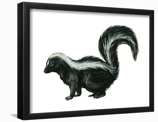 Striped Skunk (Mephitis Mephitis), Mammals-Encyclopaedia Britannica-Framed Poster