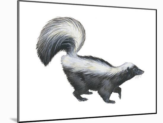 Striped Skunk (Mephitis Mephitis), Mammals-Encyclopaedia Britannica-Mounted Art Print