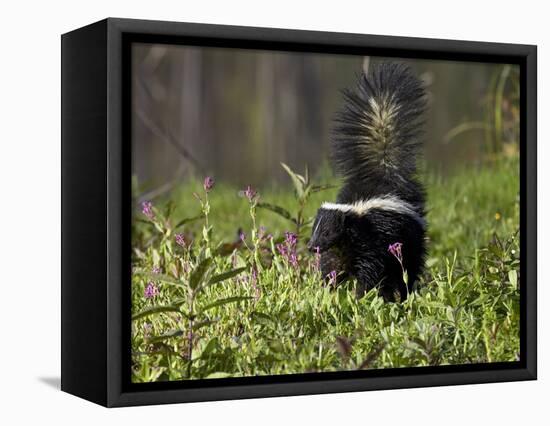 Striped Skunk with Tail Up, Minnesota Wildlife Connection, Sandstone, Minnesota, USA-James Hager-Framed Stretched Canvas