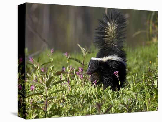 Striped Skunk with Tail Up, Minnesota Wildlife Connection, Sandstone, Minnesota, USA-James Hager-Stretched Canvas