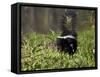Striped Skunk with Tail Up, Minnesota Wildlife Connection, Sandstone, Minnesota, USA-James Hager-Framed Stretched Canvas