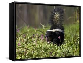 Striped Skunk with Tail Up, Minnesota Wildlife Connection, Sandstone, Minnesota, USA-James Hager-Framed Stretched Canvas