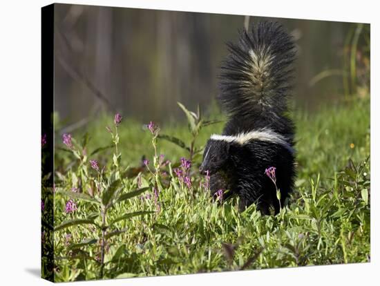 Striped Skunk with Tail Up, Minnesota Wildlife Connection, Sandstone, Minnesota, USA-James Hager-Stretched Canvas