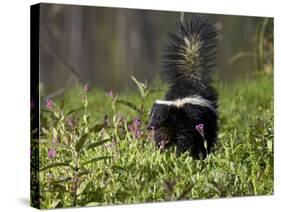 Striped Skunk with Tail Up, Minnesota Wildlife Connection, Sandstone, Minnesota, USA-James Hager-Stretched Canvas