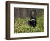 Striped Skunk with Tail Up, Minnesota Wildlife Connection, Sandstone, Minnesota, USA-James Hager-Framed Photographic Print