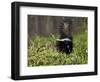 Striped Skunk with Tail Up, Minnesota Wildlife Connection, Sandstone, Minnesota, USA-James Hager-Framed Photographic Print