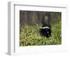 Striped Skunk with Tail Up, Minnesota Wildlife Connection, Sandstone, Minnesota, USA-James Hager-Framed Photographic Print