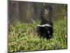 Striped Skunk with Tail Up, Minnesota Wildlife Connection, Sandstone, Minnesota, USA-James Hager-Mounted Photographic Print