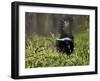 Striped Skunk with Tail Up, Minnesota Wildlife Connection, Sandstone, Minnesota, USA-James Hager-Framed Photographic Print