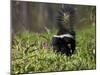 Striped Skunk with Tail Up, Minnesota Wildlife Connection, Sandstone, Minnesota, USA-James Hager-Mounted Photographic Print