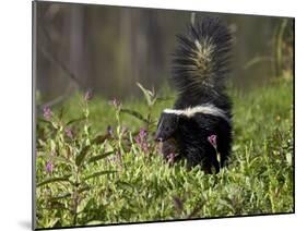 Striped Skunk with Tail Up, Minnesota Wildlife Connection, Sandstone, Minnesota, USA-James Hager-Mounted Photographic Print