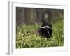 Striped Skunk with Tail Up, Minnesota Wildlife Connection, Sandstone, Minnesota, USA-James Hager-Framed Photographic Print