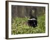 Striped Skunk with Tail Up, Minnesota Wildlife Connection, Sandstone, Minnesota, USA-James Hager-Framed Photographic Print