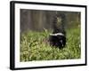 Striped Skunk with Tail Up, Minnesota Wildlife Connection, Sandstone, Minnesota, USA-James Hager-Framed Photographic Print