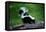 Striped Skunk-W^ Perry Conway-Framed Stretched Canvas