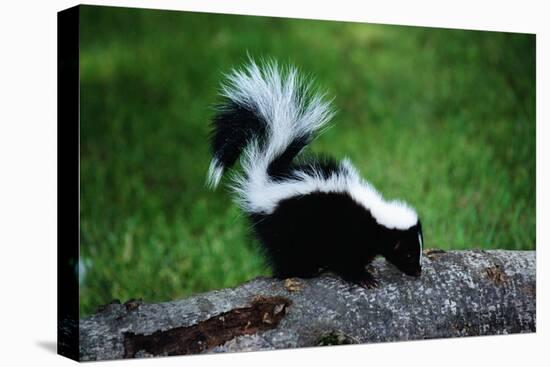 Striped Skunk-W^ Perry Conway-Stretched Canvas