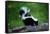 Striped Skunk-W^ Perry Conway-Framed Stretched Canvas