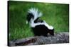 Striped Skunk-W^ Perry Conway-Stretched Canvas