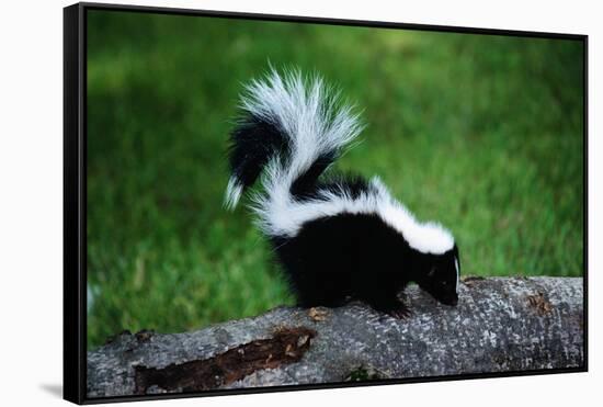 Striped Skunk-W^ Perry Conway-Framed Stretched Canvas