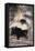 Striped Skunk-DLILLC-Framed Stretched Canvas