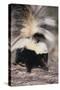 Striped Skunk-DLILLC-Stretched Canvas