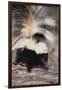 Striped Skunk-DLILLC-Framed Premium Photographic Print