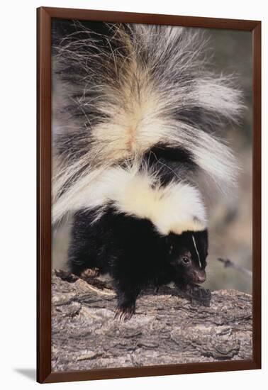 Striped Skunk-DLILLC-Framed Premium Photographic Print