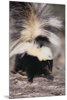 Striped Skunk-DLILLC-Mounted Premium Photographic Print