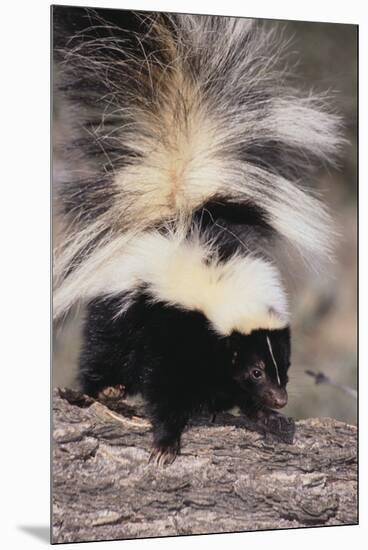 Striped Skunk-DLILLC-Mounted Premium Photographic Print