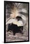 Striped Skunk-DLILLC-Framed Premium Photographic Print