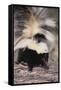 Striped Skunk-DLILLC-Framed Stretched Canvas