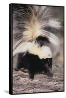 Striped Skunk-DLILLC-Framed Stretched Canvas