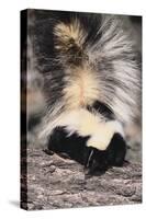 Striped Skunk-DLILLC-Stretched Canvas