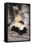 Striped Skunk-DLILLC-Framed Stretched Canvas