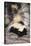 Striped Skunk-DLILLC-Stretched Canvas