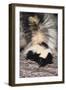 Striped Skunk-DLILLC-Framed Premium Photographic Print