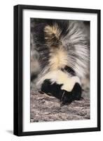 Striped Skunk-DLILLC-Framed Premium Photographic Print