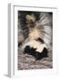 Striped Skunk-DLILLC-Framed Premium Photographic Print