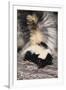 Striped Skunk-DLILLC-Framed Premium Photographic Print