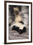 Striped Skunk-DLILLC-Framed Premium Photographic Print